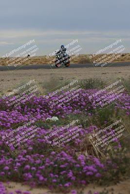 media/Jan-14-2023-SoCal Trackdays (Sat) [[497694156f]]/Turn 14 Exit Bloomig (145pm)/